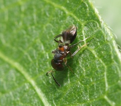 Encyrtus