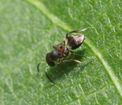 Encyrtus