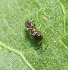 Encyrtus