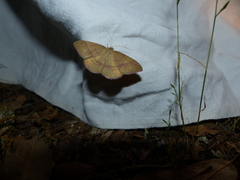 Rhodostrophia calabra