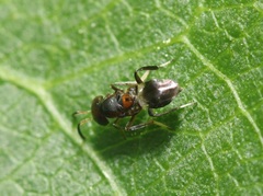 Encyrtus