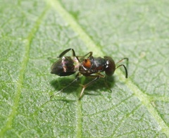 Encyrtus