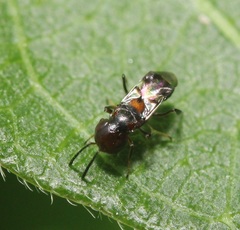 Encyrtus