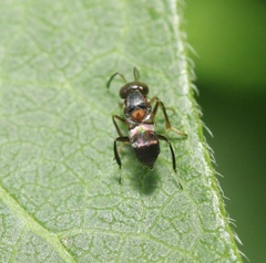 Encyrtus