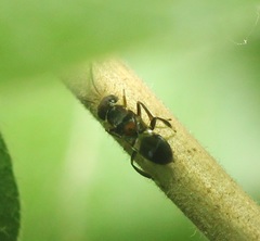 Encyrtus