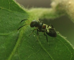 Encyrtus