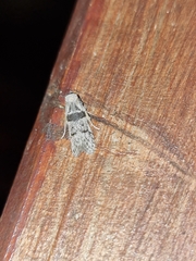 Blastobasis serradaguae