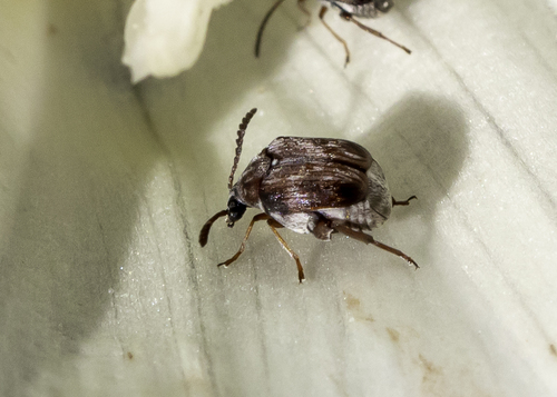 Megacerus impiger