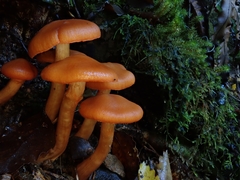 Cortinarius veronicae