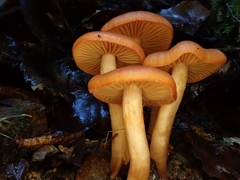 Cortinarius veronicae