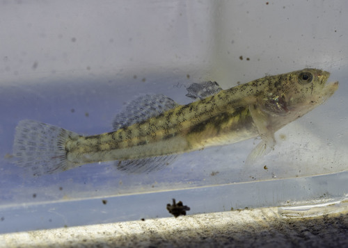 Northern tidewater goby (Eucyclogobius newberryi) — Gobiidae — 3