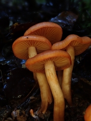 Cortinarius veronicae