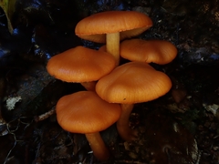 Cortinarius veronicae