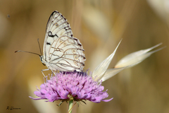 Melanargia arge