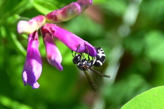 Euodynerus leucomelas