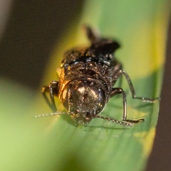 Agrilus celti