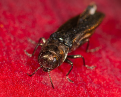 Agrilus celti