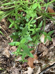 Galium lanceolatum