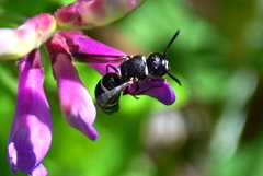 Euodynerus leucomelas