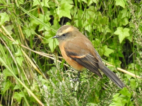 Brown-backed Chat-Tyrant (Ochthoeca fumicolor), photo 10