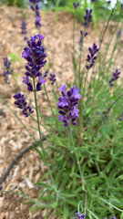 Lavandula angustifolia