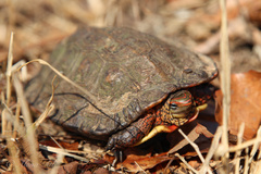 Rhinoclemmys pulcherrima rogerbarbouri