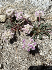 Calyptridium monospermum