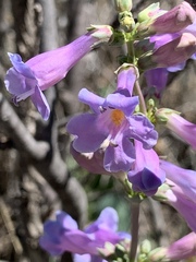 Penstemon harringtonii