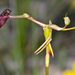 Slender Hammer Orchid - Photo (c) Jean and Fred Hort, some rights reserved (CC BY-NC)