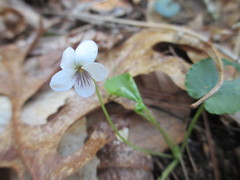 Viola blanda