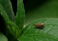 Agallia quadripunctata