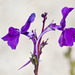 Linaria elegans - Photo (c) António Pena, some rights reserved (CC BY-NC-SA)