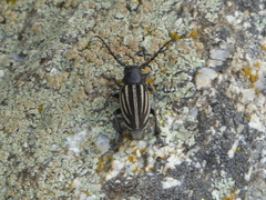 Dorcadion fuliginator