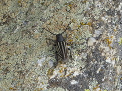 Dorcadion fuliginator