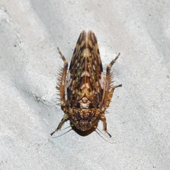Xestocephalus tessellatus