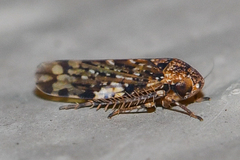 Xestocephalus tessellatus