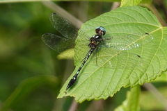 Macrothemis hemichlora