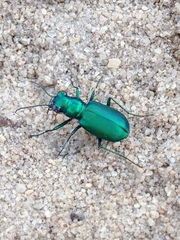 Cicindela