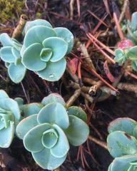 Sedum obcordatum