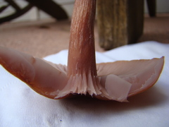 Laccaria trichodermophora image