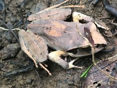 Aglyptodactylus securifer