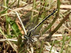 Gomphurus