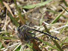 Gomphurus
