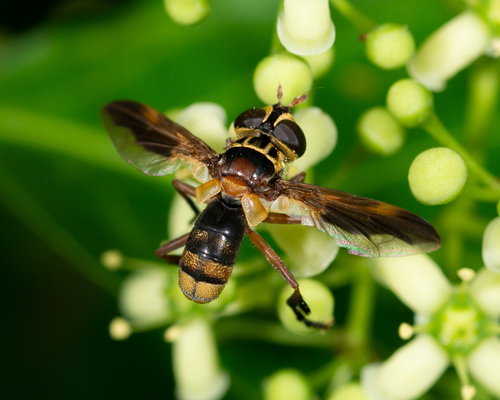 How to identify Trichopoda indivisa Townsend, 1897
