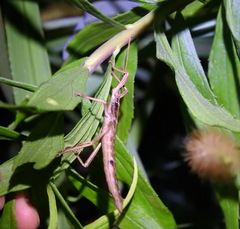 Anisomorpha ferruginea