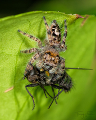 Phidippus putnami
