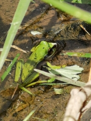 Dendropsophus luddeckei