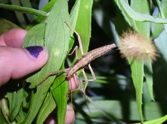 Anisomorpha ferruginea