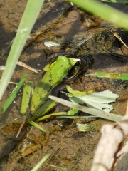 Dendropsophus luddeckei
