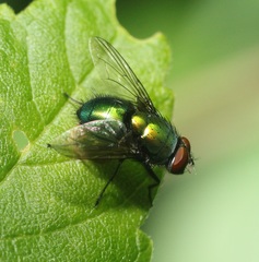 Lucilia illustris